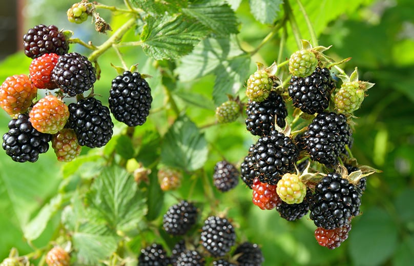 How to Grow Blackberries Tips for Planting & Growing Complete Guide