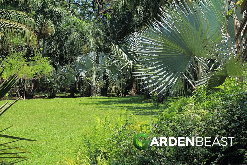 Garden Palm Trees