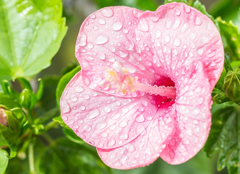 Water Hibiscus