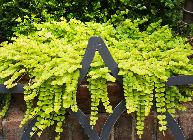 Creeping Jenny