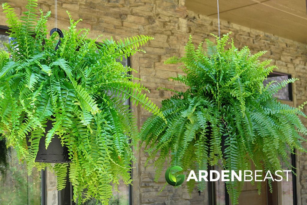 Hanging Ferns