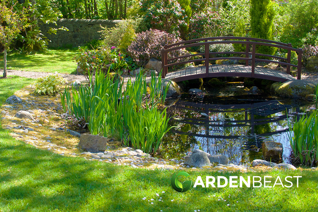 Water Pond Plants