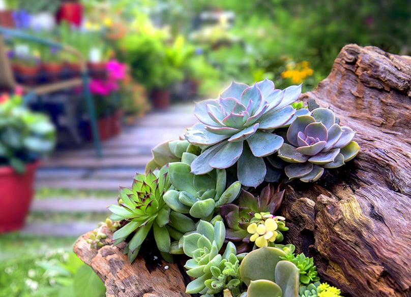 Succulents in Yard