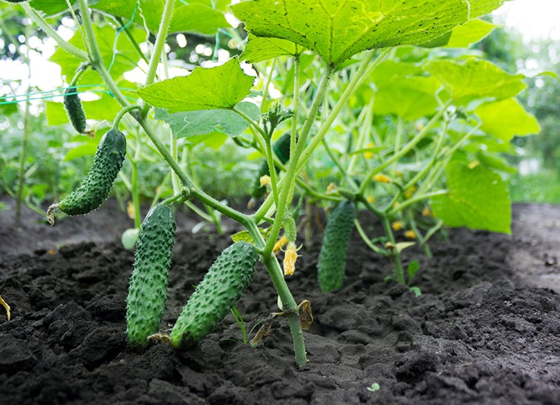 Cucumbers Growing