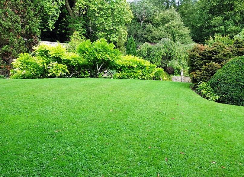 Green Lawn