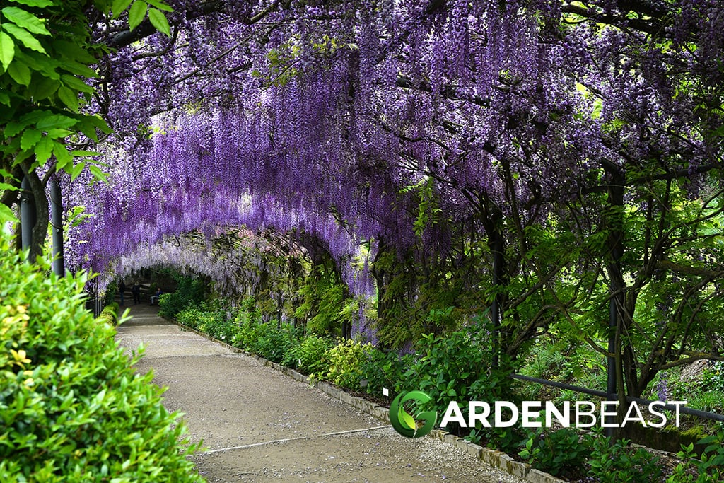 How to Plant, Grow and Care for Wisteria