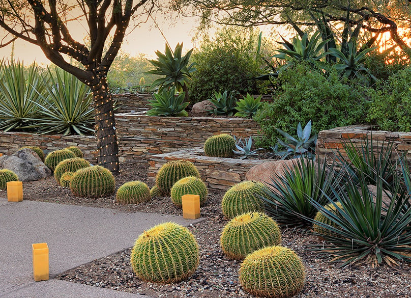 Desert Landscaping Ideas for Your Backyard: Complete Guide