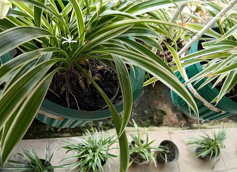 Planting Spider Plants