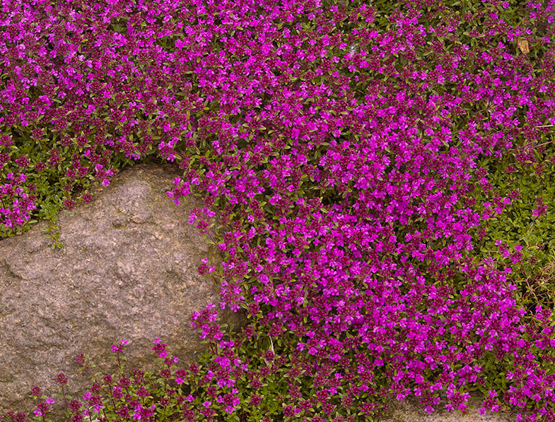 Creeping Thyme Guide How To Plant Care For Mother Of Thyme