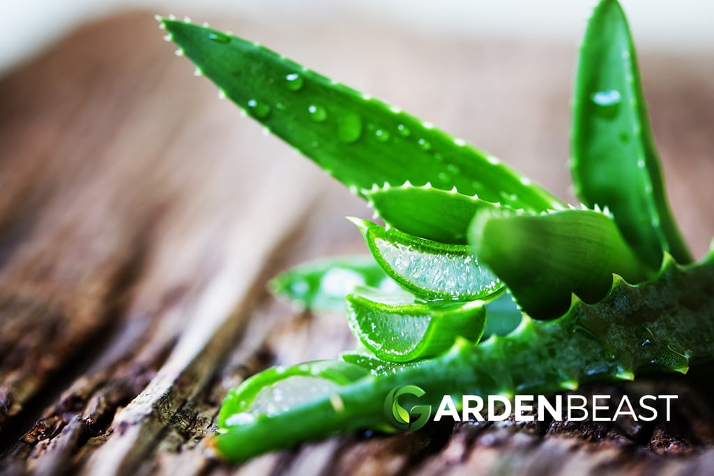 Aloe Vera Plants Guide