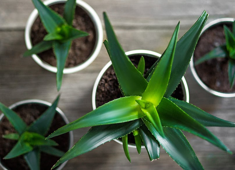 Aloe Vera creciendo en macetas