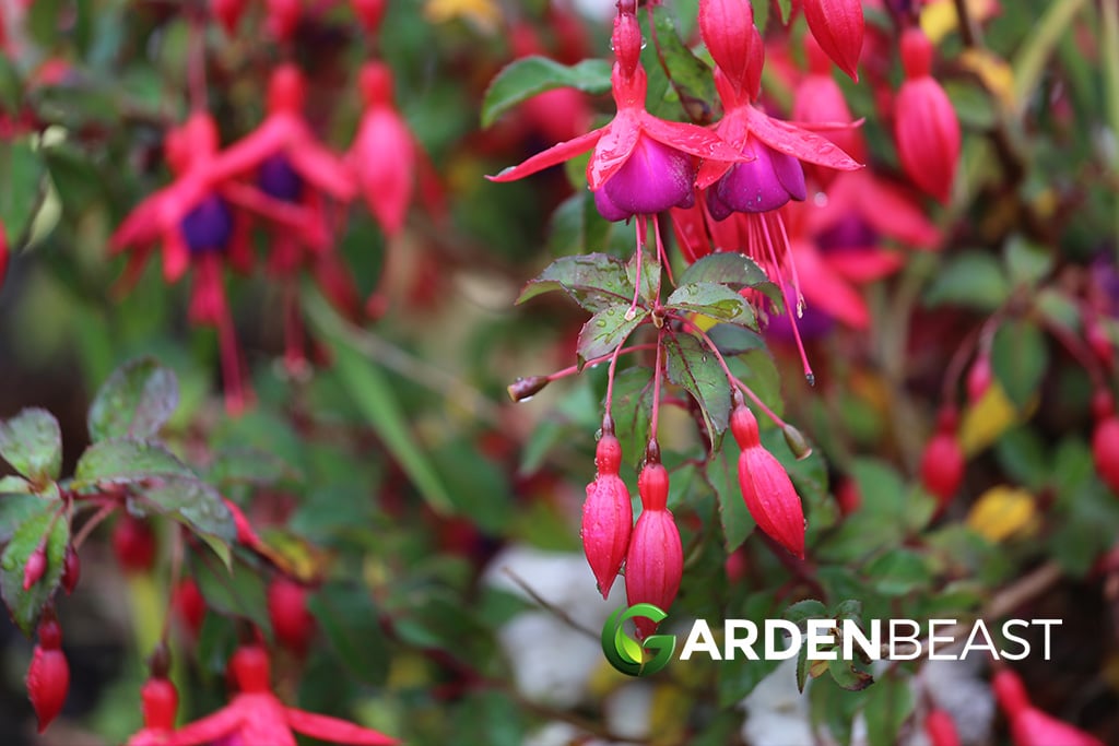 How to boost the 'hardy' factor of your hardy fuchsias in the PNW