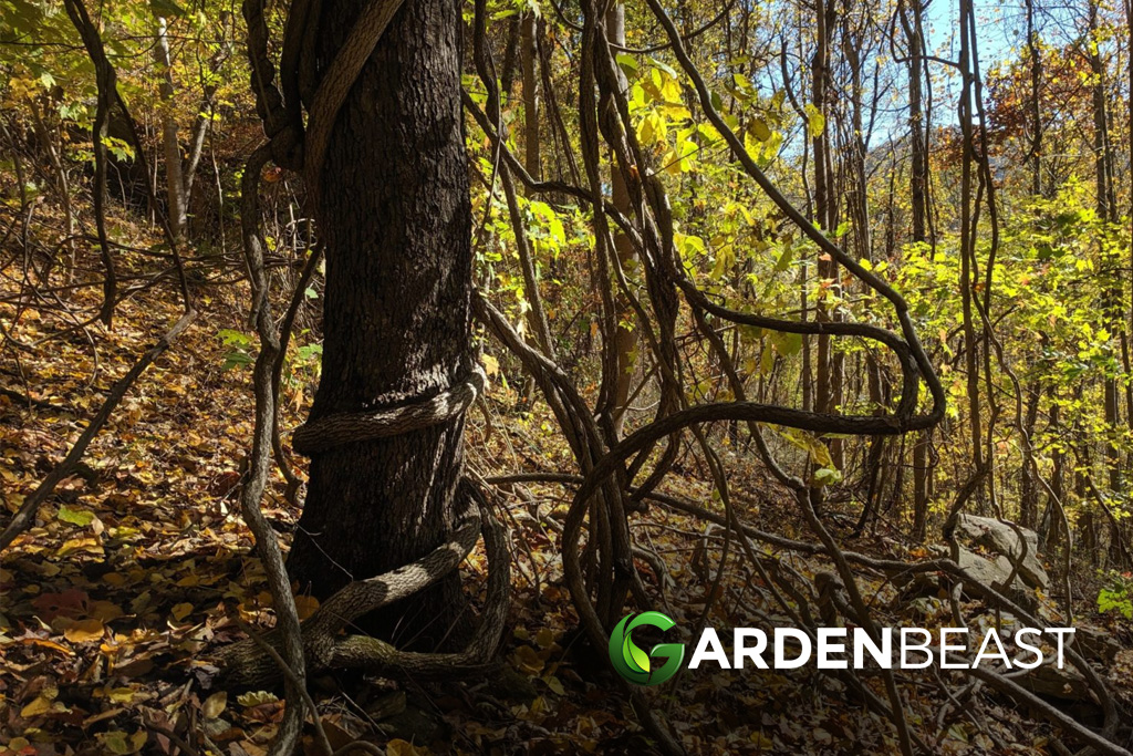 Wildlife Organizations Join Forces to Fight Invasive Species in North