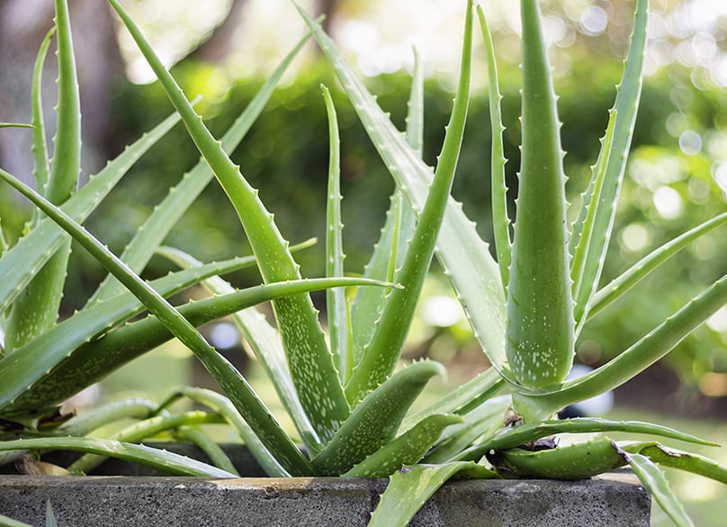 The plant will survive outdoors between the months of May through September