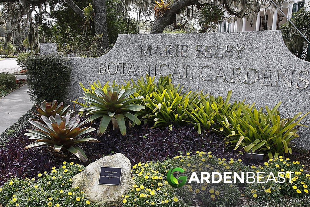 Marie Selby Botanical Gardens Submits New Redevelopment Plan Selby Gardens