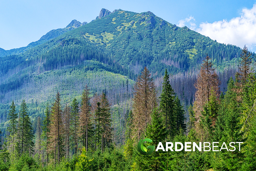 Bark Beetle Infestation Could Spell Doom for Plants in Colorado Spruce Trees