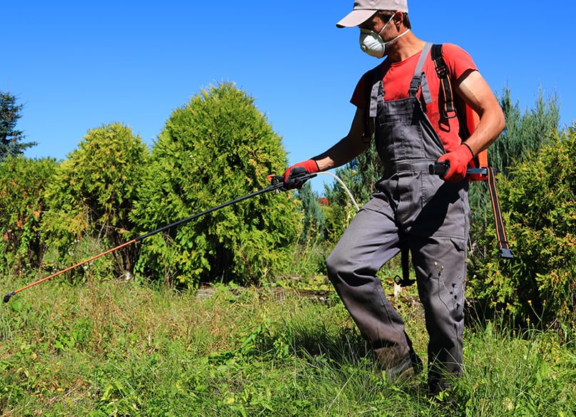 Backpack sprayers are a better option than hand held version