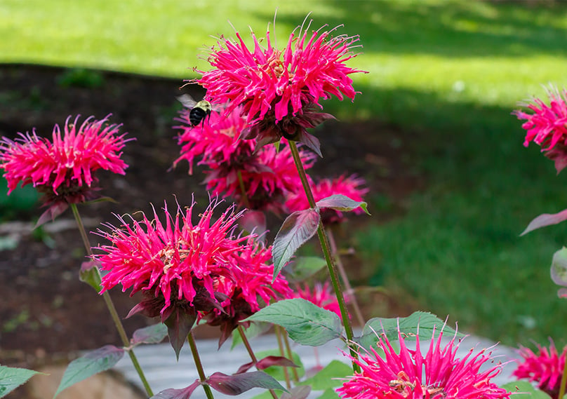 10 Great Smelling Fragrant Flowers To Grow Indoors