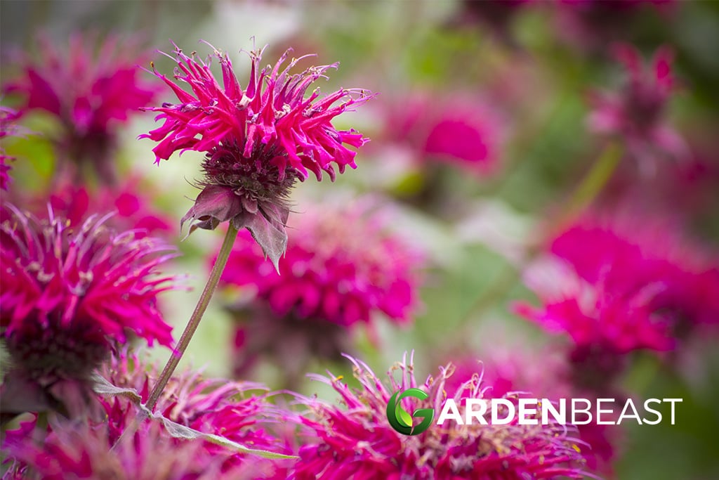 Bee Balm Guide How To Grow And Care For Bee Balm Plants