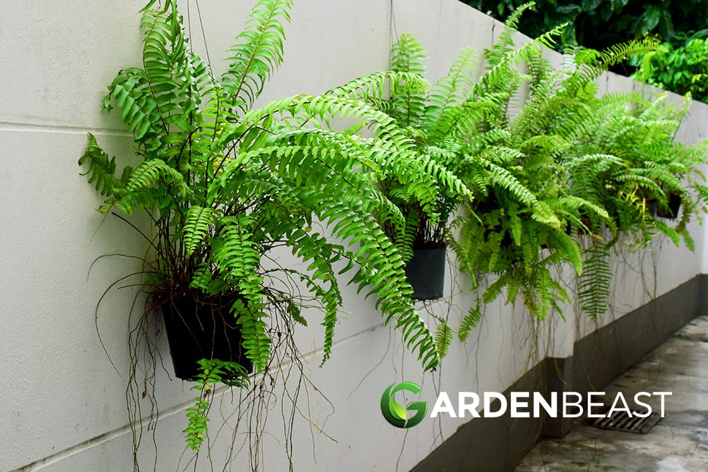 boston fern cats uk