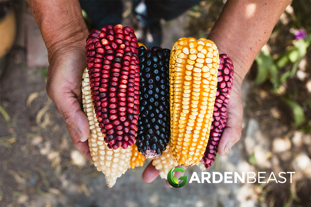 Climate Change Wallops Mexico’s Corn Production Mexico Corn Crops