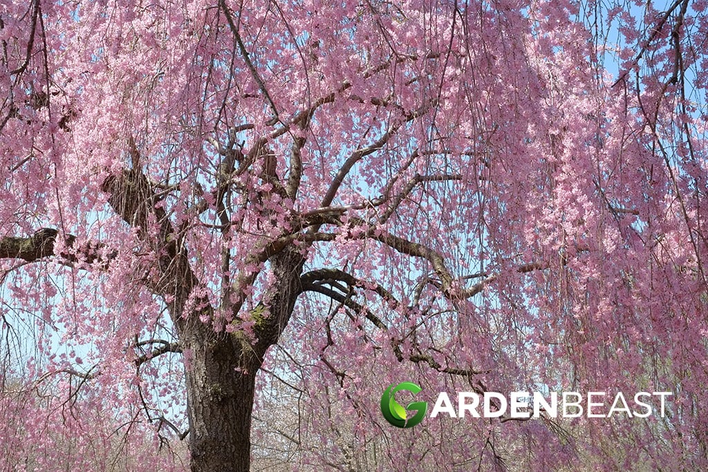 Weeping Cherry Tree Guide How To Grow And Care For Them