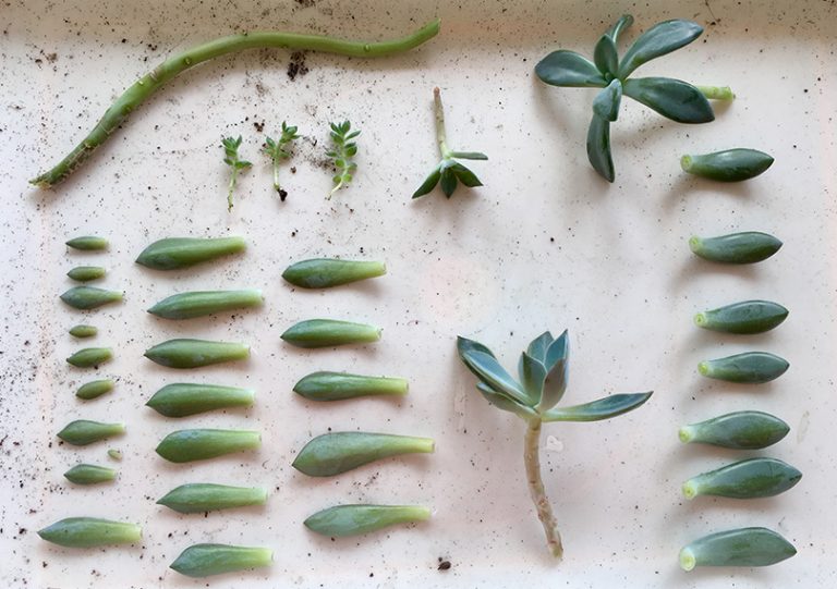 How To Propagate Succulents Complete Beginner s Guide How To Propagate Succulents Complete Beginner s Guide