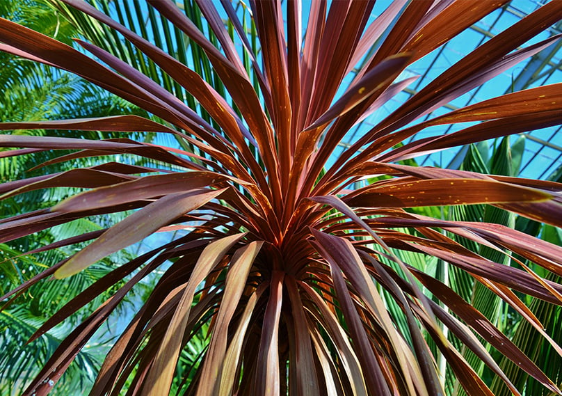  Cordyline Australis Purpurea