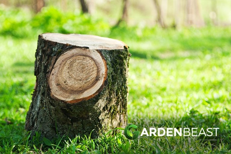 Best Tree Stump Killer Reviews 2023 Complete Buyer's Guide Best Tree Stump Killer Reviews 2023 Complete Buyer's Guide