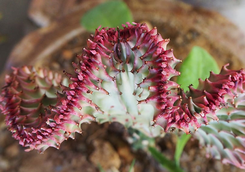 Euphorbia Lactea