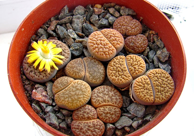 Lithops also known as "Living Stones"