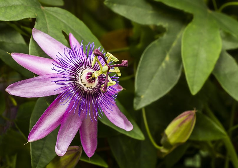 Passion Flowers Guide How To Grow And Care For Passiflora 