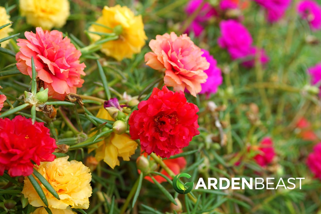 Portulaca Seeds - Moss Rose Double Mix