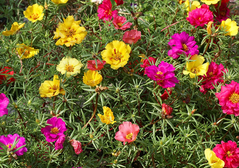 Portulaca adds beautiful colors