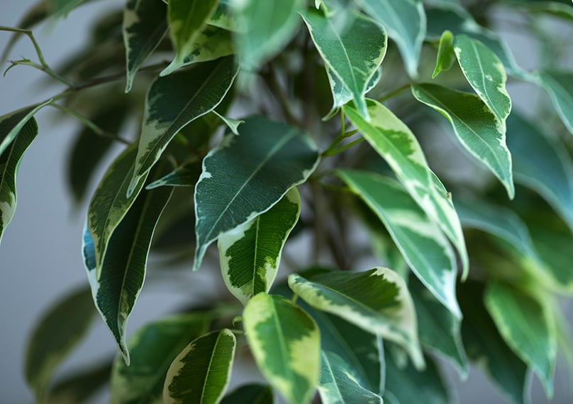 Ficus leaves