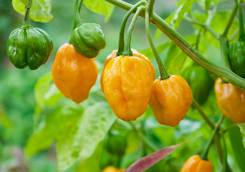 How to Plant & Grow Chilli Peppers at Home: Complete Guide