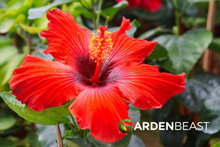 Hardy Hibiscus Guide How to Plant & Care for "Hibiscus Plants"