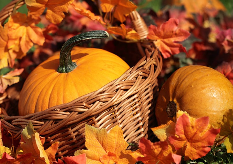 The best part - harvesting your pumpkins!