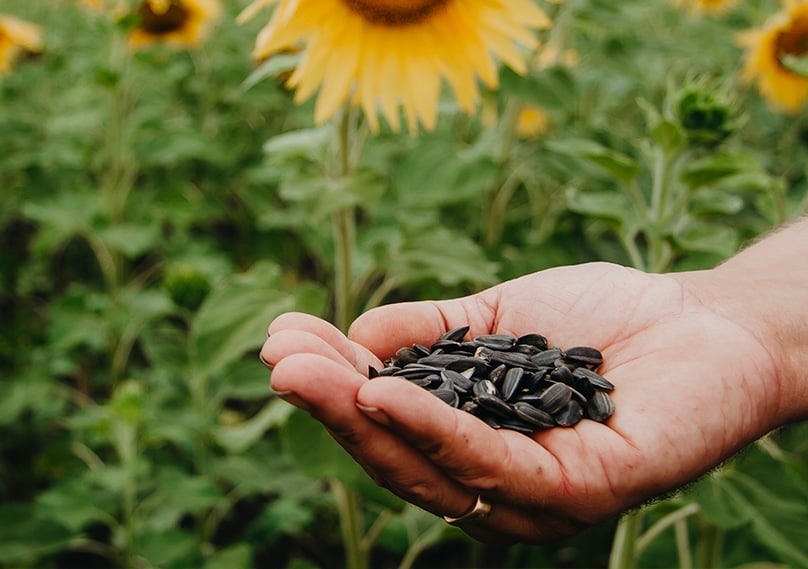 Sunflower, Mammoth Annual Flower Seeds – Ferry-Morse