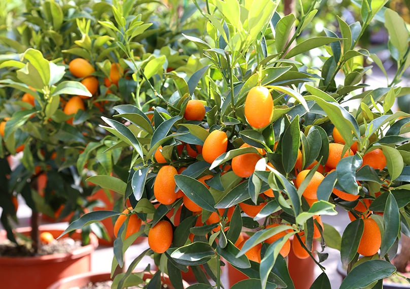 Kumquat Trees Growing