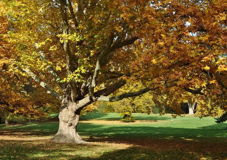 guide-to-sycamore-trees-how-to-grow-care-for-platanus-occidentalis