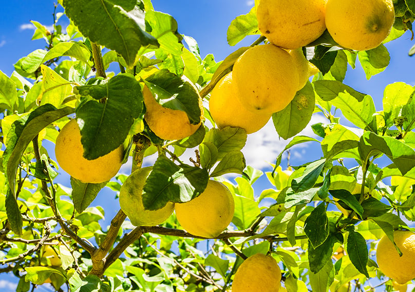 Lemon Tree Guide How to Grow & Care For Lemon Trees