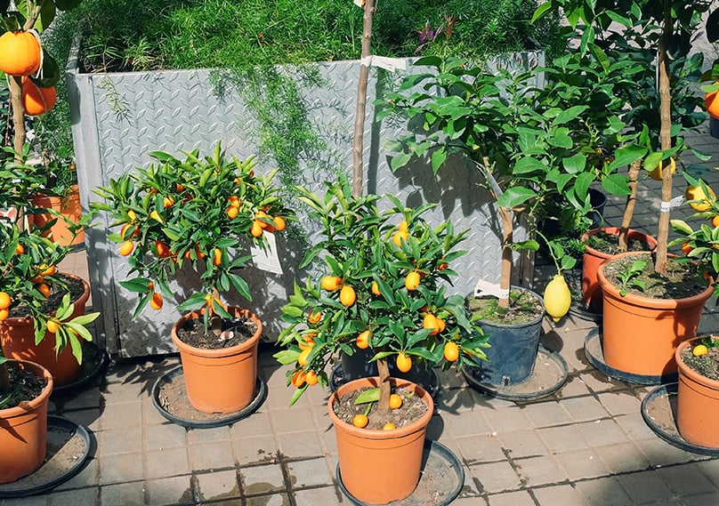 Kumquat Tree Guide How To Grow Care For Kumquat Trees