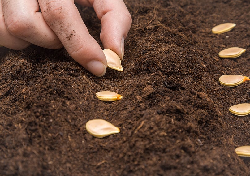 Space our your pumpkin seeds