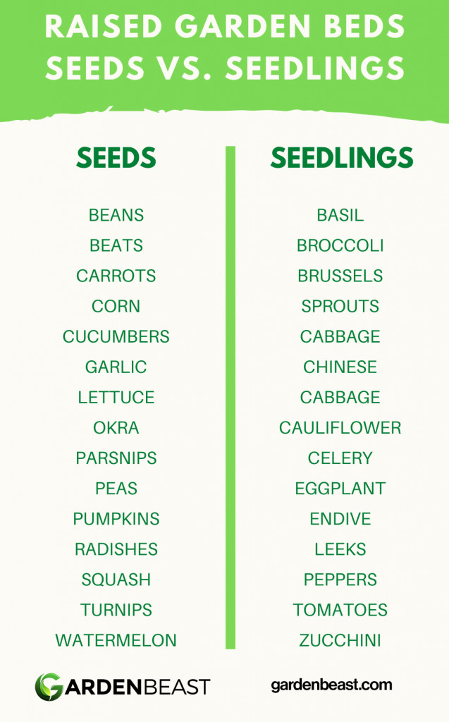 Raised Garden Beds - Seeds vs Seedlings