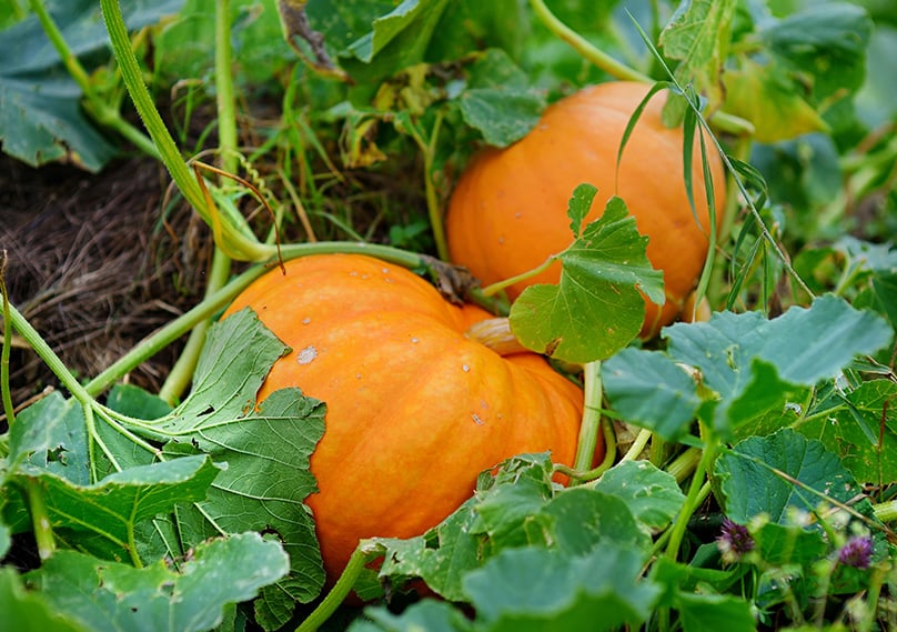 Make sure you have enough space to grow your pumpkins