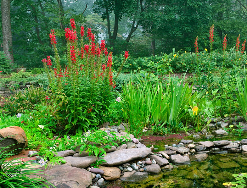 Red Cardinal Flowers