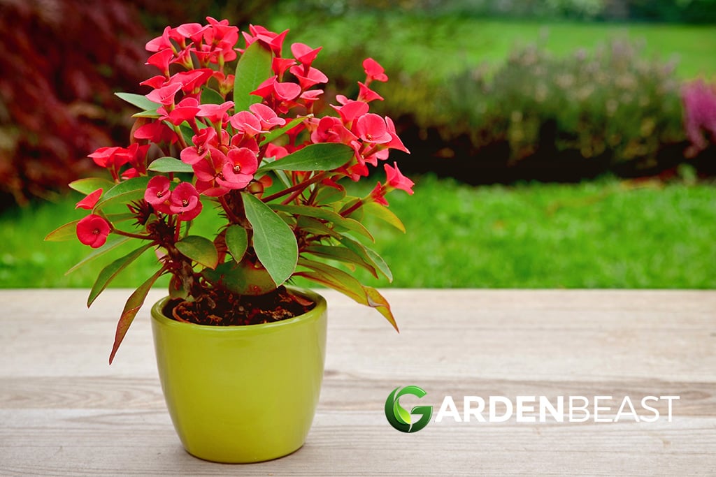 Euphorbia Milii Guide: How to Grow & Care for “Crown of Thorns” Plant