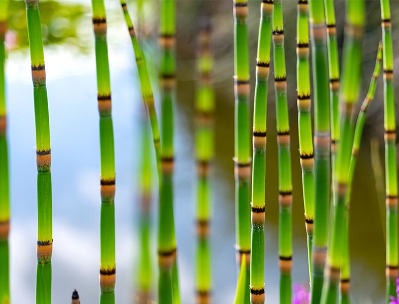 Horsetail Rush