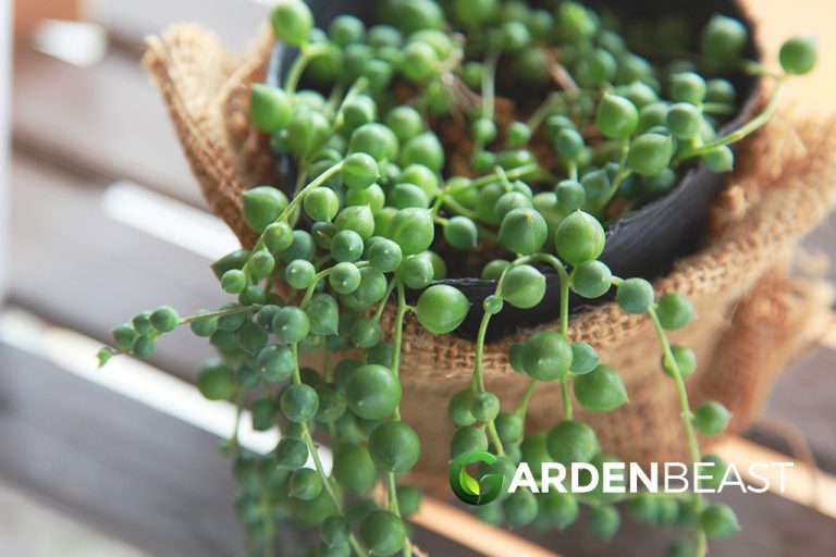 Best Trailing Plants to Grow In Containers: Here's Our Top Picks